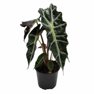 Alocasia: Alocasia 'Polly'