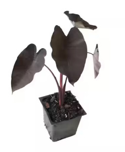 Colocasia: Colocasia 'Midnight Beauty'