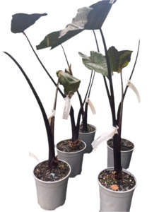 Alocasia nigrescens | Black Taro
