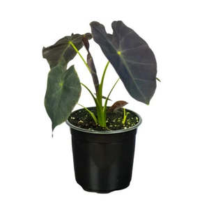 Colocasia 'Black Magic'