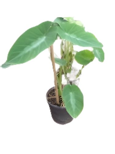 Colocasia: Colocasia 'Fallax'