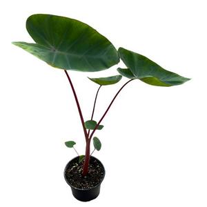 Colocasia: Colocasia 'Hawaiian Punch'