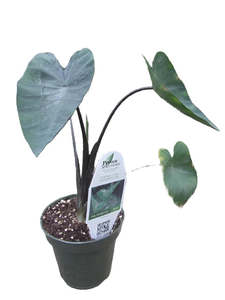 Colocasia: Colocasia 'Coffee Cups'