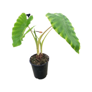 Colocasia 'Maui Gold'