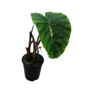 Colocasia 'White Lava'