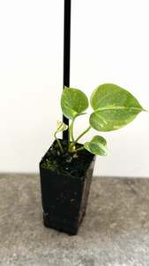 Anthurium: Anthurium hookeri | Starter plant