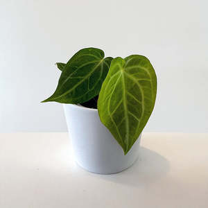 Anthurium Magnificum 12cm