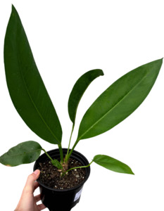 Anthurium: Paddle Leaf Anthurium