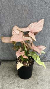 Syngonium Podophyllum Pink Arrow