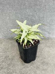 Syngonium: Syngonium Podophyllum Silver Fox