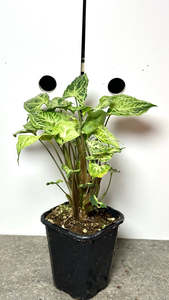 Syngonium: Syngonium podophyllum 'Batik' (Variegated)