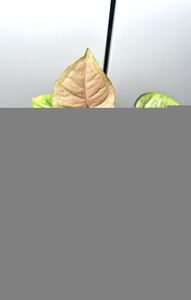 Syngonium: Syngonium Podophyllum Pink Freckles