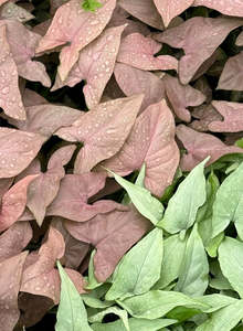 Syngonium Podophyllum Pink Arrow (Small)