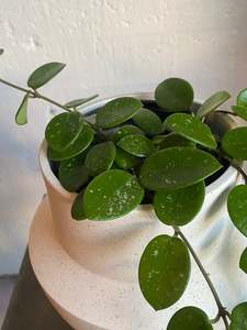 Hoya: Hoya Mathilde