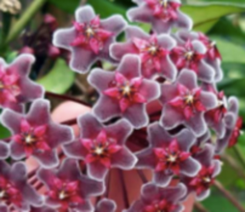 Hoya 'Red Buttons' in Hanging Basket