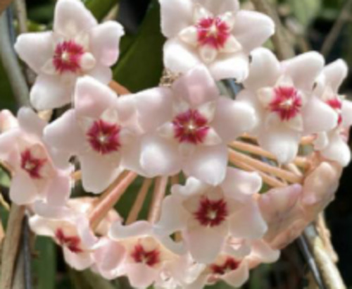 Hoya 'Snowball'