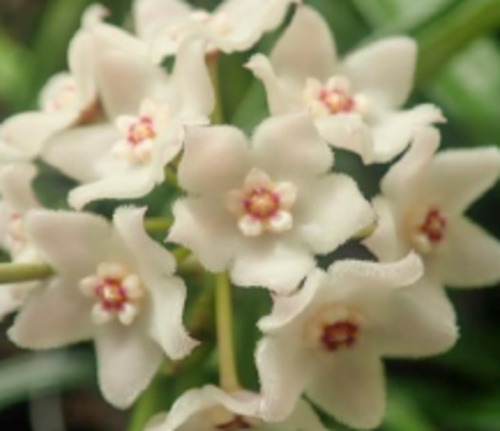 Hoya shepherdii