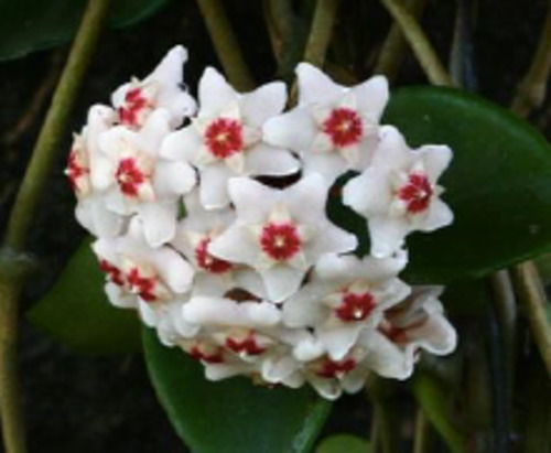Hoya 'Powder Puff'