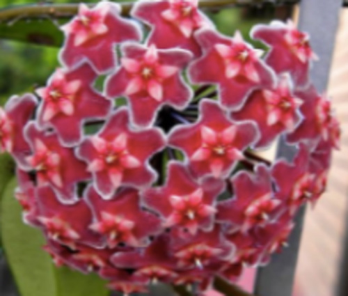 Hoya 'Pink Silver'