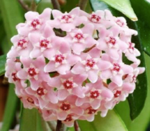 Hoya 'Mini Belle'