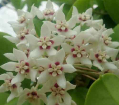 Hoya keysii