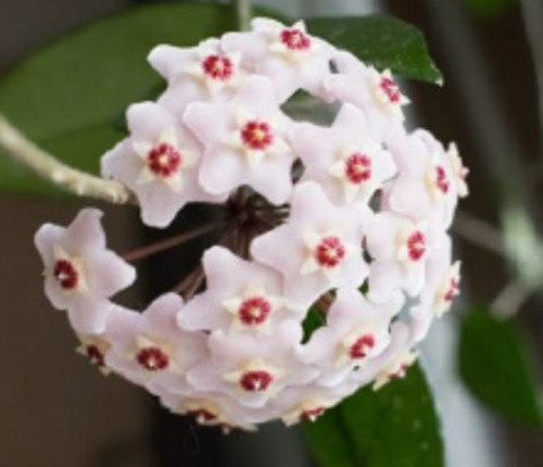 Hoya: Hoya carnosa