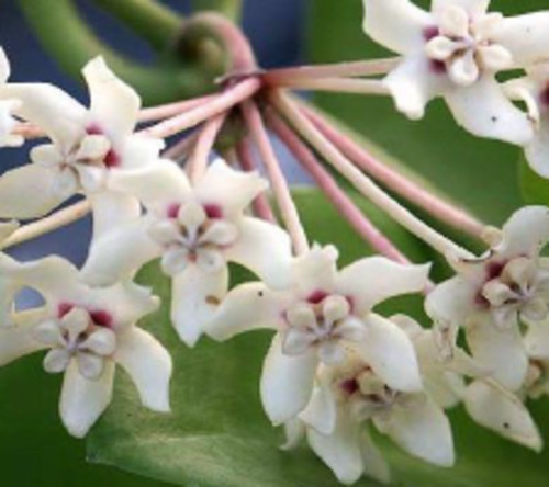 Hoya australis