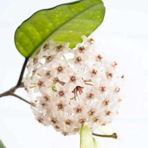 Hoya fungii