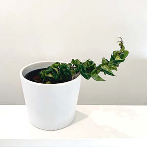 Hoya: Hoya 'Hindu Rope' 12cm