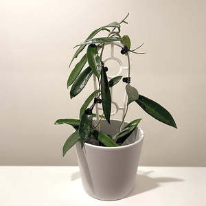 Hoya: Hoya 'Minibelle' 9cm