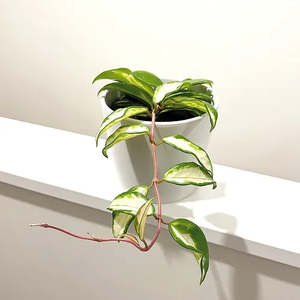 Hoya: Hoya 'Krimson Princess' 12cm