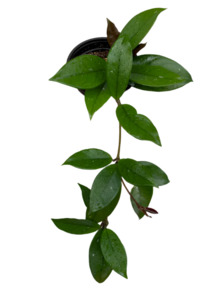 Hoya carnosa 'Wax Plant'