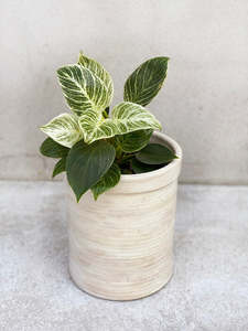 Philodendron 1: Philodendron birkin