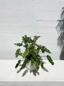 Philodendron 1: Philodendron xanadu