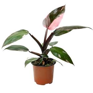 Philodendron 1: Philodendron 'Pink Princess' 12cm