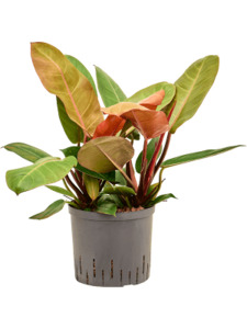 Philodendron 'Prince of Orange' 1.3ltr