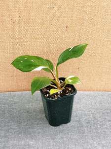 Philodendron White Knight