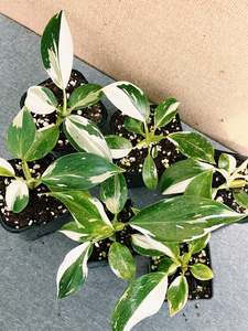 Philodendron White Wizard
