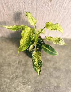 Philodendron 1: Philodendron Golden Dragon