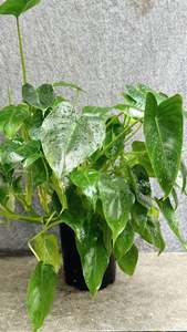 Philodendron Burle Marx