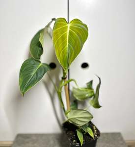 Philodendron 1: Philodendron Glorious
