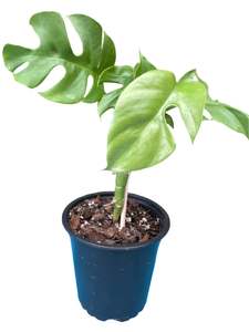 Philodendron 1: Mini Monstera