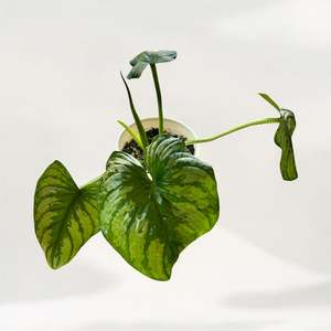 Philodendron Mamei 'Silver Cloud' (Medium)