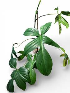 Philodendron 1: Philodendron 'Florida' (Small)