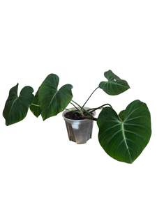 Philodendron Gloriosum