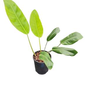Philodendron 1: Philodendron renauxii