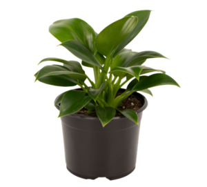 Philodendron 1: Philodendron 'Green Princess'