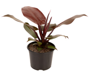 Philodendron 1: Philodendron 'McColley's Finale'