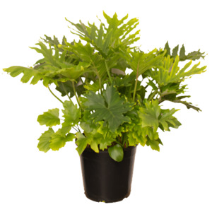 Philodendron 1: Philodendron 'Hope' (Triple Planted)