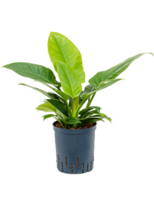 Philodendron 1: Philodendron 'Imperial Green'